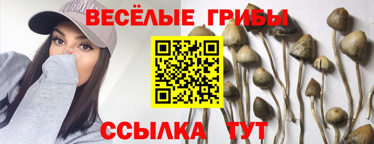 Галлюциногенные грибы Cubensis  Вход с VPN  купить наркотики сайты  Отрадный 